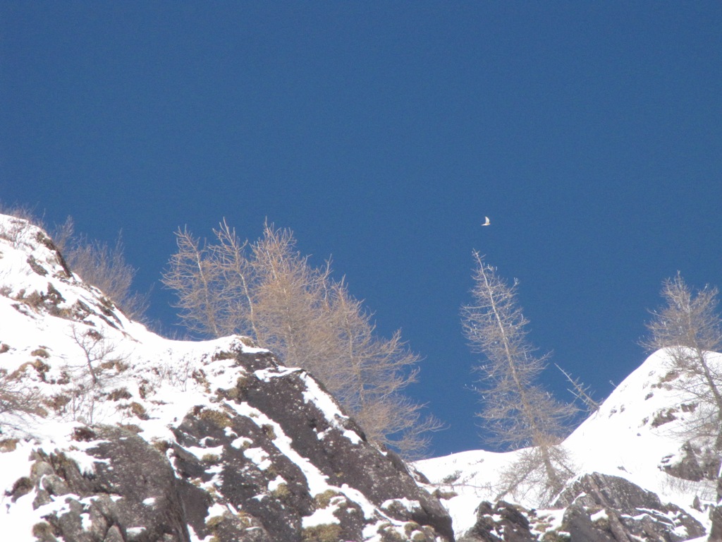 Era folgore l''aspetto, era neve il vestimento...